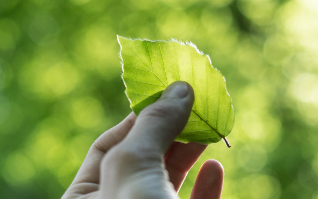 Six steps to sustainability: a positive approach for brands.